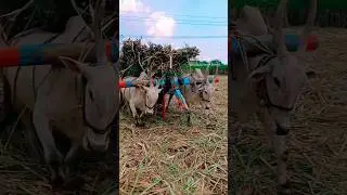ettugalu video💪🥵||hallikar bulls💖🥵||#storts #ettugaluvideo #halikarbulls