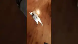 Dressing Up My Cat for the day