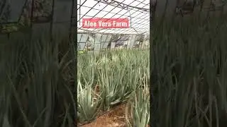 Aloe Vera Farm & Greenhouse - Growing Aloe Barbadensis Miller Stockton #aloevera