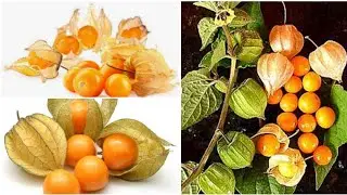 অবাক ফল |রসবোরি ফলের উপকারিতা |ঔষ‌ধিফল |Benefits of eating Golden Berry |ground cherry |goose berry