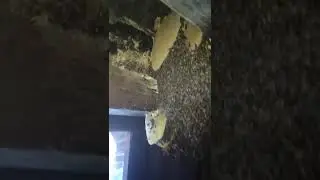 Beekeeping and Harvesting