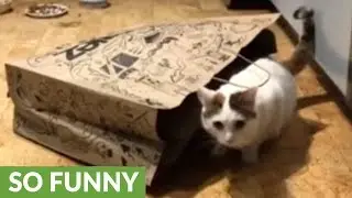 Excited cat loves to play with paper bag