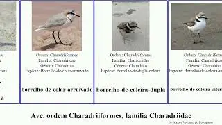 Ave, ordem Charadriiformes, fam&iacute;lia Charadriidae bird rossi australis Charadrius Vanellus cayanus