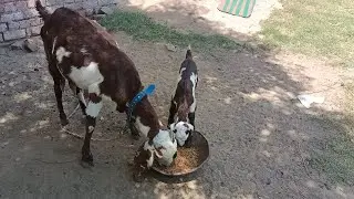 Preparations for Bakra Eid| How 2 take care of your animal health| Tips for their feed