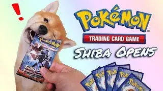 Shiba Puppy Opens Pokemon Cards