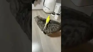 Cats fun #youtubeshorts #funny #funnyanimal #viral #catmemes #cat #shorts #subscribe
