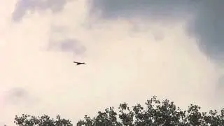 Беркут над Северским Донцом