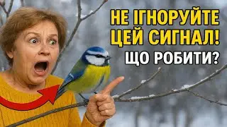 НЕ ІГНОРУЙТЕ ЦЕЙ СИГНАЛ! Якщо птахи сидять на деревах взимку — вони ваші рятівники. Що робити?