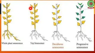 Seed dormancy and Quiescence|Class 11|Biology|Holy Heart Schools