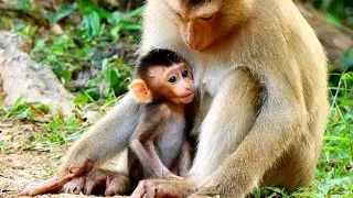 LOOK MOM ROSE AND BABY REX !! Rose give warm care to baby.