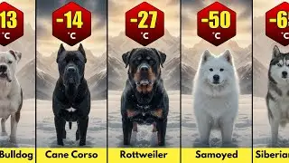 🐶Dog Breeds by Cold Resistance: Who Survives the Chill?❄️