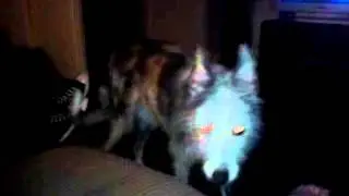 Dogs reacts to spirit