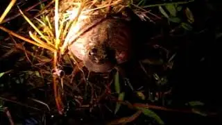Physalaemus marmoratus (Rio Claro Farm, Maffei and Ubaid 2014)