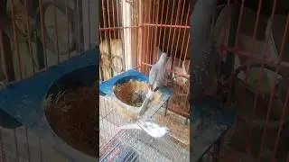 blue pied dove working pair chicks hatched #pieddove #mutations #diamonddoves