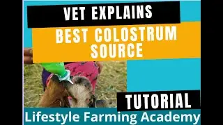 The best colostrum source, hands down