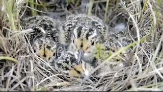 The Miracle of Migratory Shore Birds