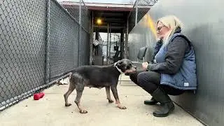 Nevelle A305142