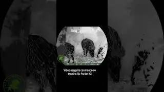 cinghiali e visione termica #hunting #caccia #thermalvision