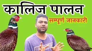KALIJ PALAN IN NEPAL कालिज तराईमा पनि पाल्न सकिन्छ|| पूरा जानकारी || grey junglefowl farm