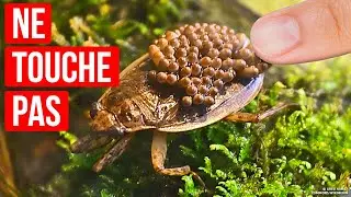 Si tu vois cet insecte dans l&rsquo;eau, &eacute;loigne-toi le plus vite possible