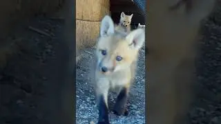 Baby Foxes Going By
