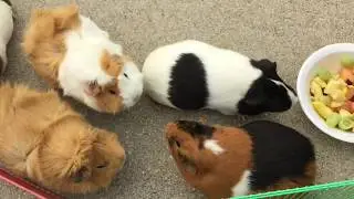 Guinea Pig Fruit Salad