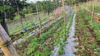 20 DAYS OLD MESTIZA MAX F1 || AMPALAYA/ BITTER GOURD FARMING