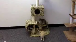 Barcelona Cat Tree by Kitty Mansions