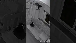 Mr. Meanie getting high at 3 AM #spayandneuter #tnr #tnrsaveslives #catsanctuary