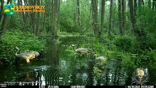 Camera captures common crane chicks growing / Птенцы серого журавля растут / Grus grus 