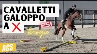 Purosangue Rungie - CAVALLETTI al galoppo (a croce)