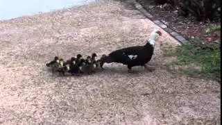 Why Did The Duck Cross the Road?