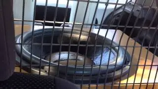 Quick afterwork video... Excursion on a DD-Z318...