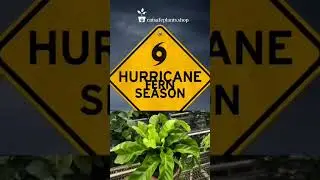 It's Hurricane Fern Season! www.catsafeplants.shop