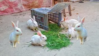 I made a trap for you with my dress rabbit. A very simple rabbit trap.