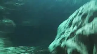 Cave dive wekiva springs