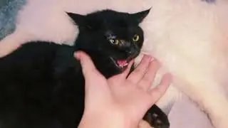 Max kaha hai aur kis hal main hai? || Naz and Cats #catvlog #cat #catlover #funny