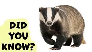 EUROPEAN BADGER What Should You Know?