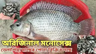 বেশি উৎপাদন, কম ঝুঁকি—মনোসেক্স তেলাপিয়া মাছের পোনা
