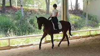 2023 EQ/DQ Virtual Dressage: Prelim 1.1 test - Startled