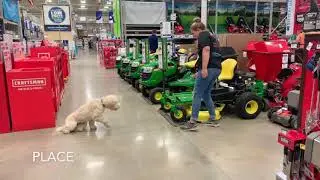 Best Dog Training Toledo, Ohio! 8 Month Old Whoodle (Wheaten Terrier Poodle Mix), Kelsey!