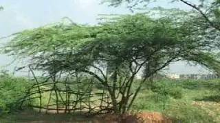 Aravali Ridge Protection Movement in Delhi