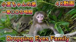 【赤ちゃん・ニホンザル・４K動画】タレ目が可愛い　コダマ君　New Dropping Eyes Family