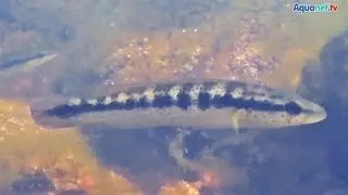 Biotope in Uruguay mit Crenicichla punctata und Gymnogeophagus