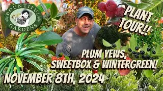 Low Growing Evergreens for Hedges and Groundcover! - Plum Yews, Sweetbox & Wintergreen!