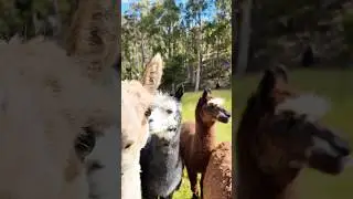 Tassie Shearing Day: The 5-Alpaca Glow-down! 🦙✂️