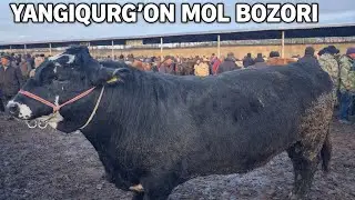 SAMARQAND OQDARYO YANGIQURGON MOL BOZORI 29-01-2026 YIL NARXLARI