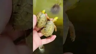 yellow headed box turtle