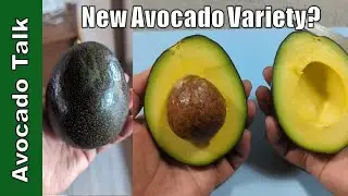 New Avocado Variety - Name TBD🥑Avocado Talk🥑