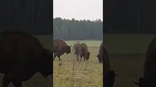 A herd of wild Bisons near the small village of Poland